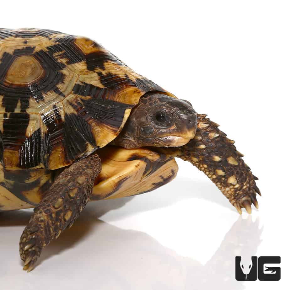 Northern Zombensis Hingeback Tortoise (Kinixys zombensis) For Sale ...