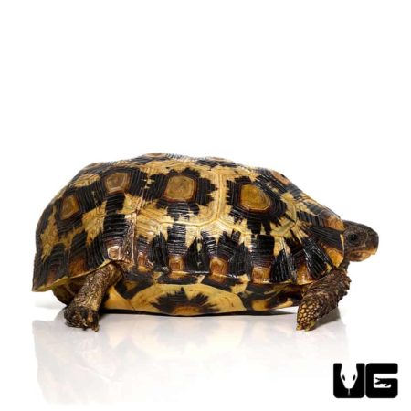 Northern Zombensis Hingeback Tortoise For Sale - Underground Reptiles