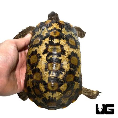 Northern Zombensis Hingeback Tortoise For Sale - Underground Reptiles