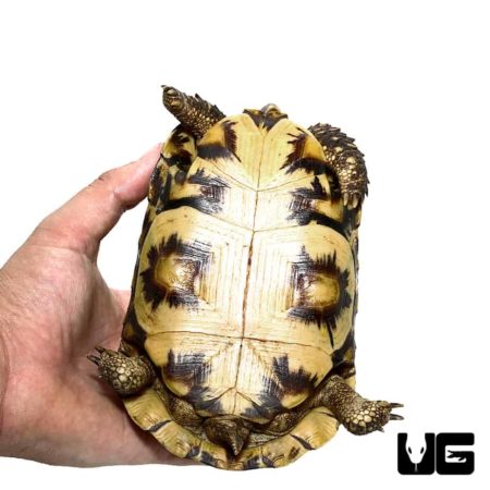 Northern Zombensis Hingeback Tortoise For Sale - Underground Reptiles