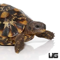 Northern Zombensis Hingeback Tortoise For Sale - Underground Reptiles
