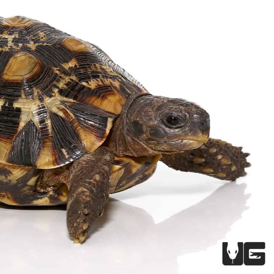 Tortoises For Sale - Underground Reptiles