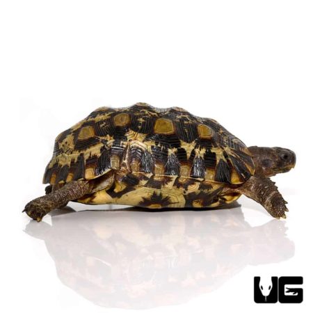 Tortoises For Sale - Underground Reptiles