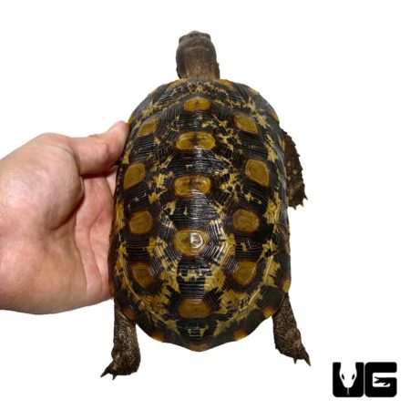 Northern Zombensis Hingeback Tortoise For Sale - Underground Reptiles