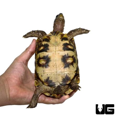 Northern Zombensis Hingeback Tortoise For Sale - Underground Reptiles