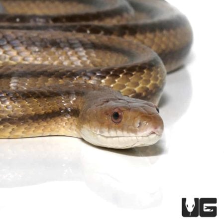 6 Foot Yellow Ratsnakes for sale - Underground Reptiles