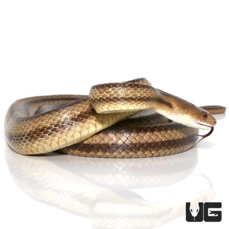 6 Foot Yellow Ratsnakes for sale - Underground Reptiles