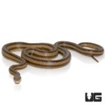 6 Foot Yellow Ratsnakes for sale - Underground Reptiles
