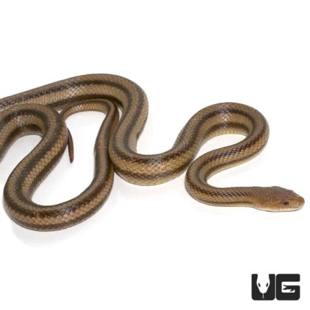 6 Foot Yellow Ratsnakes for sale - Underground Reptiles