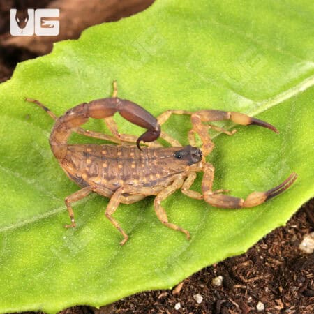 Chinese Swimming Scorpion For Sale - Underground Reptiles