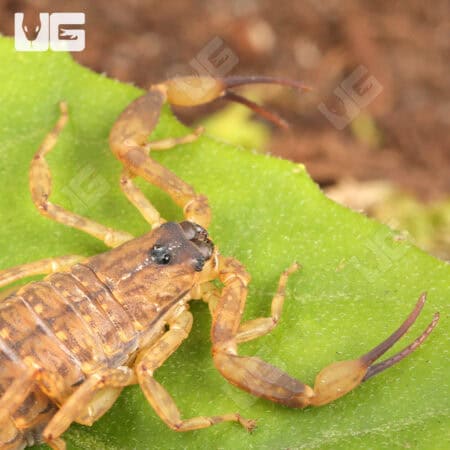 Chinese Swimming Scorpion For Sale - Underground Reptiles