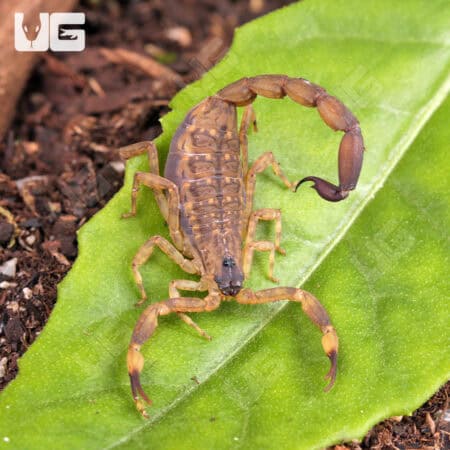 Chinese Swimming Scorpion For Sale - Underground Reptiles