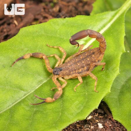 Chinese Swimming Scorpion For Sale - Underground Reptiles