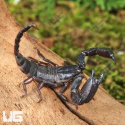Pygmy Wood Scorpion For Sale - Underground Reptiles