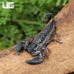 Pygmy Wood Scorpion For Sale - Underground Reptiles