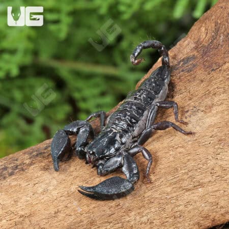 Pygmy Wood Scorpion For Sale - Underground Reptiles
