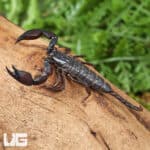 Pygmy Wood Scorpion For Sale - Underground Reptiles