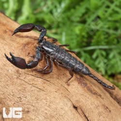 Pygmy Wood Scorpion For Sale - Underground Reptiles