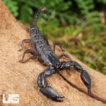 Pygmy Wood Scorpion For Sale - Underground Reptiles