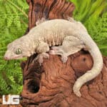 Halmahera Geckos For Sale - Underground Reptiles