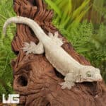Halmahera Geckos For Sale - Underground Reptiles