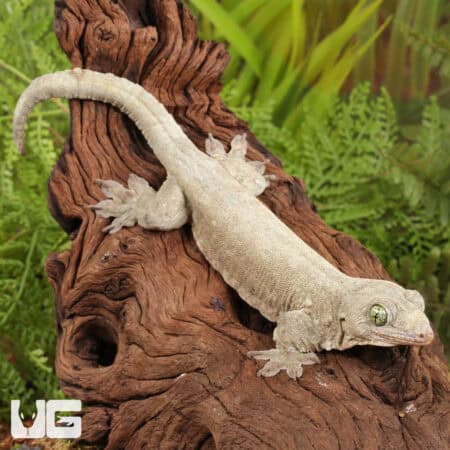 Halmahera Geckos For Sale - Underground Reptiles