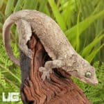 Halmahera Geckos For Sale - Underground Reptiles