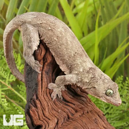 Halmahera Geckos For Sale - Underground Reptiles