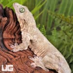 Halmahera Geckos For Sale - Underground Reptiles