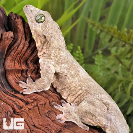 Halmahera Geckos For Sale - Underground Reptiles