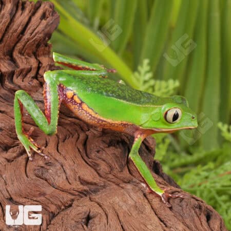 White Lined Leaf Frogs For Sale - Underground Reptiles