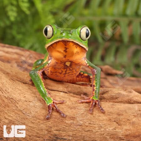White Lined Leaf Frogs For Sale - Underground Reptiles