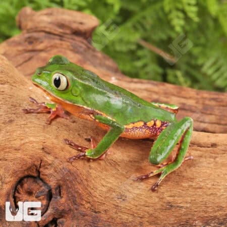 White Lined Leaf Frogs For Sale - Underground Reptiles
