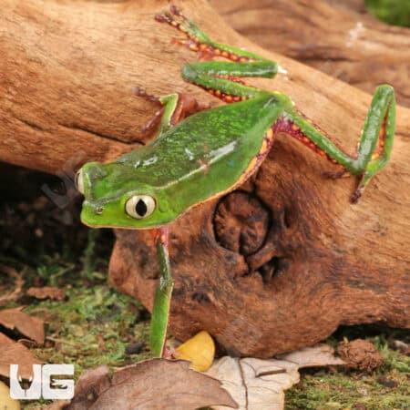 White Lined Leaf Frogs For Sale - Underground Reptiles