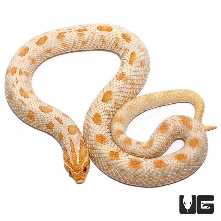 Adult Male Albino Anaconda Western Hognose Snake - Underground Reptiles