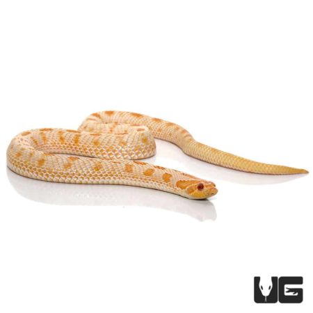 Adult Female Albino Anaconda Western Hognose Snake For Sale - Underground Reptiles