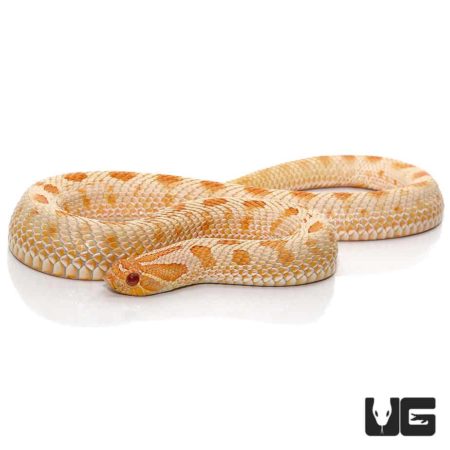 Adult Female Albino Anaconda Western Hognose Snake For Sale - Underground Reptiles