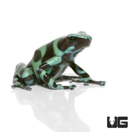 Adult Green And Black Auratus Dart Frogs For Sale - Underground Reptiles