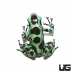 Adult Green And Black Auratus Dart Frogs For Sale - Underground Reptiles