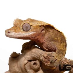 Adult Partial Pinstripe Harlequin Crested Geckos For Sale - Underground Reptiles