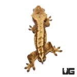 Adult Partial Pinstripe Harlequin Crested Geckos For Sale - Underground Reptiles