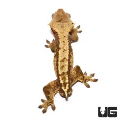 Adult Partial Pinstripe Harlequin Crested Geckos For Sale - Underground Reptiles