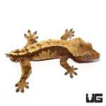 Adult Partial Pinstripe Harlequin Crested Geckos For Sale - Underground Reptiles