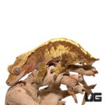 Adult Partial Pinstripe Harlequin Crested Geckos For Sale - Underground Reptiles