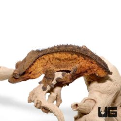 Adult Phantom Pinstripe Crested Geckos For Sale - Underground Reptiles