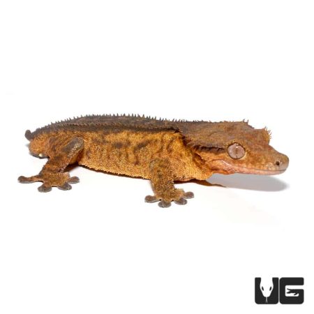 Adult Phantom Pinstripe Crested Geckos For Sale - Underground Reptiles