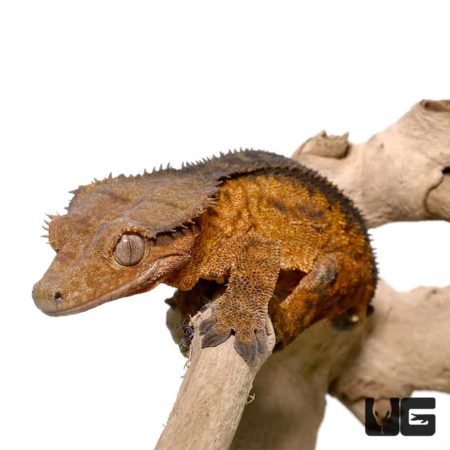 Adult Phantom Pinstripe Crested Geckos For Sale - Underground Reptiles