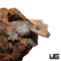 Adult Pinstripe Harlequin Crested Geckos For Sale - Underground Reptiles