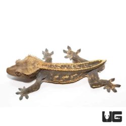 Adult Pinstripe Harlequin Crested Geckos For Sale - Underground Reptiles