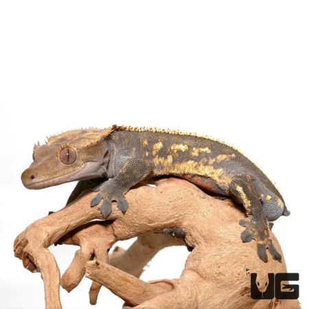 Adult Pinstripe Harlequin Crested Geckos For Sale - Underground Reptiles
